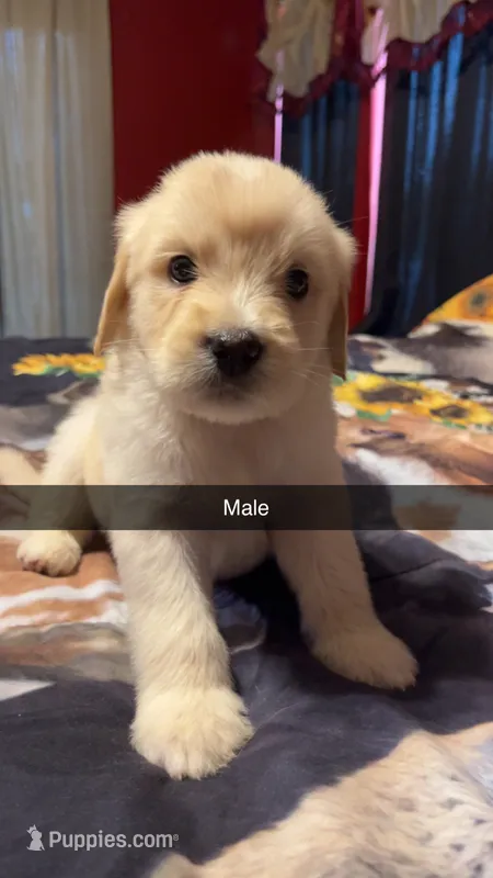 Buddy  – Labrador Retriever, Poodle - Miniature  puppy for sale in Springfield, OH