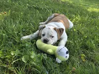 Willow, a female American Bulldog for sale in Cambridge, OH – 3 of 8