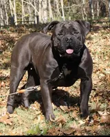 Coming Soon, a  American Bulldog for sale in Cambridge, OH – Photo 3 of 4