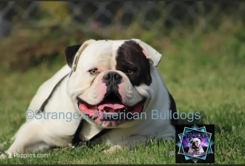 Coming Soon – American Bulldog puppy for sale in Cambridge, OH