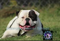 Coming Soon, a  American Bulldog for sale in Cambridge, OH – Photo 1 of 4
