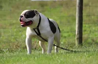 Coming Soon, a  American Bulldog for sale in Cambridge, OH – Photo 2 of 4