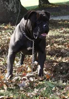 Coming Soon, a  American Bulldog for sale in Cambridge, OH – Photo 4 of 4