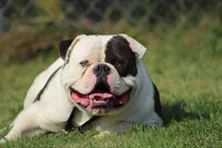 Willow, a female American Bulldog for sale in Cambridge, OH – 5 of 8