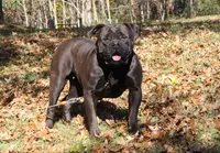 Willow, a female American Bulldog for sale in Cambridge, OH – 7 of 8