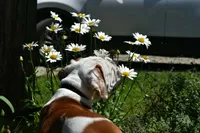 Willow, a female American Bulldog for sale in Cambridge, OH – 2 of 8