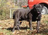 Willow, a female American Bulldog for sale in Cambridge, OH – 8 of 8