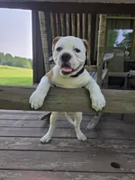 Willow, a female American Bulldog for sale in Cambridge, OH – 2 of 8