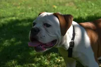 Willow, a female American Bulldog for sale in Cambridge, OH – 3 of 8