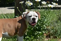 Willow, a female American Bulldog for sale in Cambridge, OH – 1 of 8