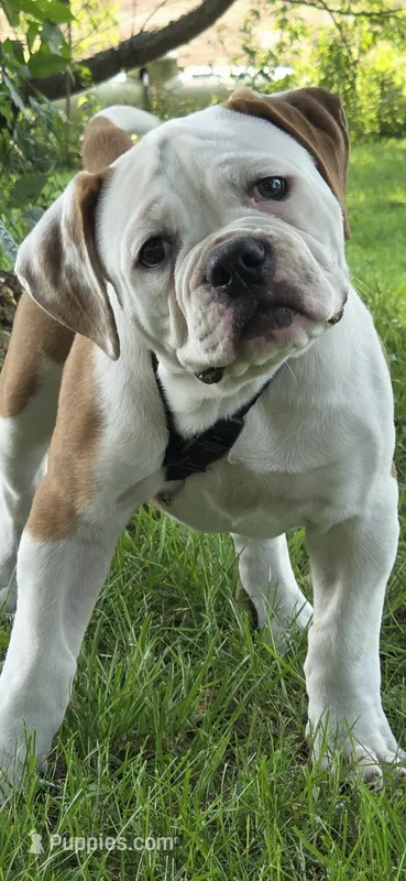 Willow – American Bulldog puppy for sale in Cambridge, OH