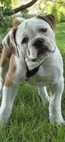 Willow, a female American Bulldog for sale in Cambridge, OH – 1 of 8
