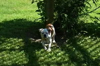 Willow, a female American Bulldog for sale in Cambridge, OH – 4 of 8