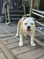 Willow, a female American Bulldog for sale in Cambridge, OH – 4 of 8