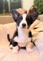 Merak, a male Cardigan Welsh Corgi for sale in Tulsa, OK – Photo 1 of 4