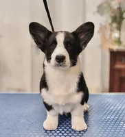 Merak, a male Cardigan Welsh Corgi for sale in Tulsa, OK – Photo 3 of 4