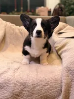 Merak, a male Cardigan Welsh Corgi for sale in Tulsa, OK – Photo 4 of 4