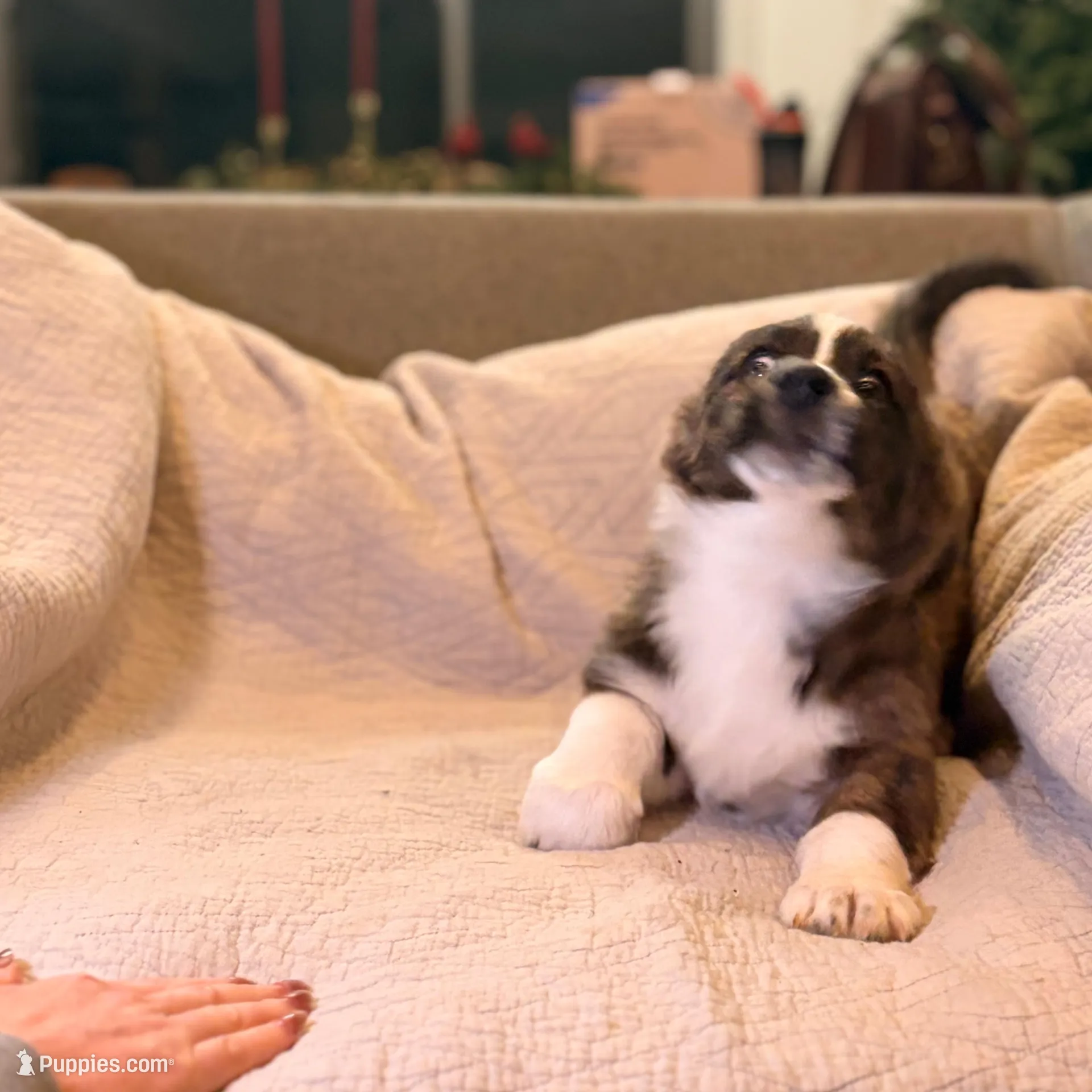 Arcturus , a male Cardigan Welsh Corgi for sale in Tulsa, OK – Photo 2 of 3