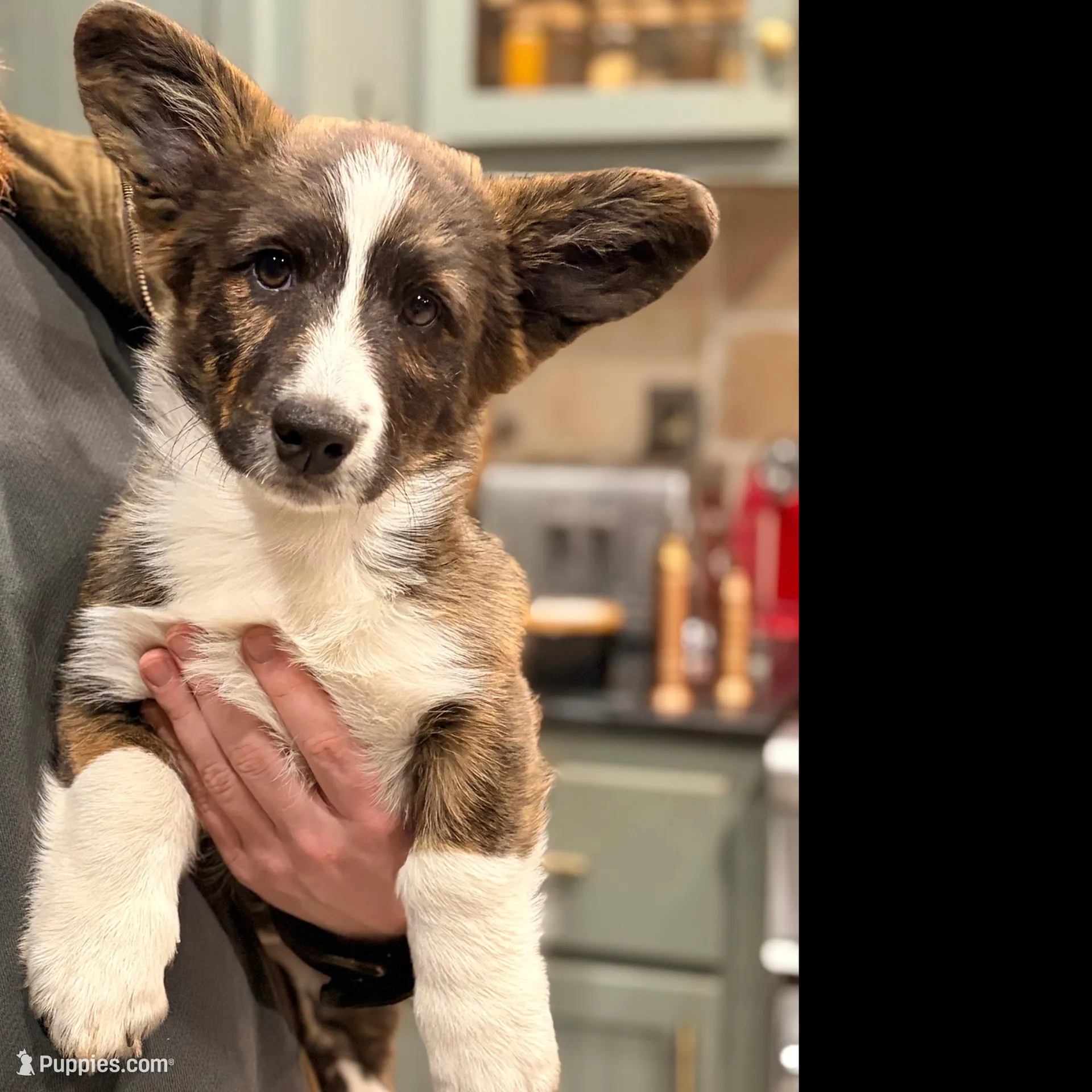 Arcturus , a male Cardigan Welsh Corgi for sale in Tulsa, OK – Photo 3 of 3