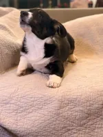 Draco, a male Cardigan Welsh Corgi for sale in Tulsa, OK – Photo 3 of 4