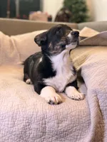 Draco, a male Cardigan Welsh Corgi for sale in Tulsa, OK – Photo 4 of 4