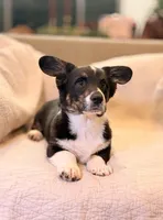 Draco, a male Cardigan Welsh Corgi for sale in Tulsa, OK – Photo 1 of 4