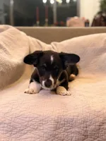 Draco, a male Cardigan Welsh Corgi for sale in Tulsa, OK – Photo 2 of 4