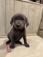 Pink charcoal female, a female Labrador Retriever for sale in Beaverton, MI – Photo 1 of 2