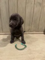 Green charcoal male, a male Labrador Retriever for sale in Beaverton, MI – Photo 4 of 4