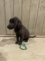 Green charcoal male, a male Labrador Retriever for sale in Beaverton, MI – Photo 3 of 4