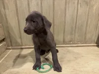 Green charcoal male, a male Labrador Retriever for sale in Beaverton, MI – Photo 1 of 4