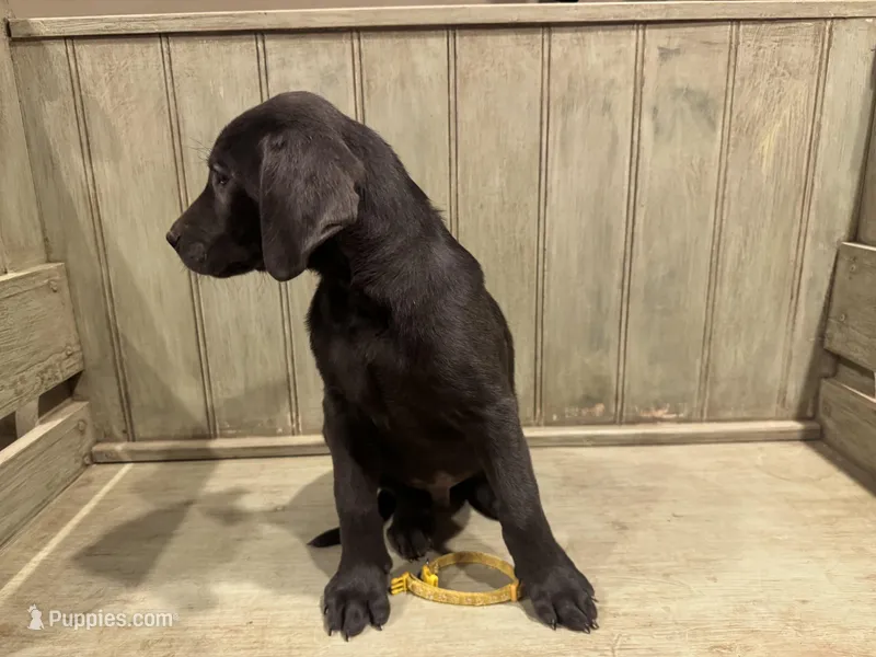 Yellow charcoal male