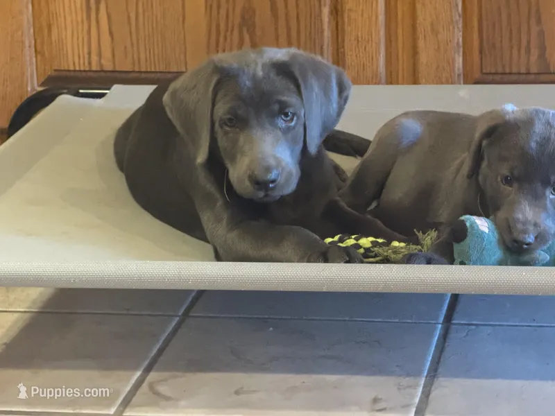 Yellow charcoal male