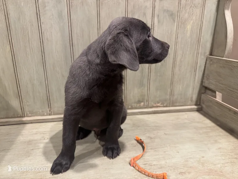 Orange charcoal male