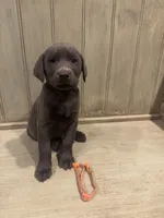 Orange charcoal male, a male Labrador Retriever for sale in Beaverton, MI – Photo 3 of 4