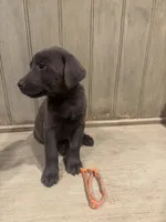 Orange charcoal male, a male Labrador Retriever for sale in Beaverton, MI – Photo 4 of 4