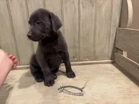 Grey charcoal male, a male Labrador Retriever for sale in Beaverton, MI – Photo 1 of 5