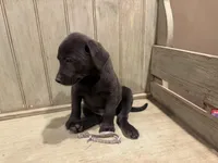 Grey charcoal male, a male Labrador Retriever for sale in Beaverton, MI – Photo 2 of 5