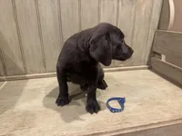Blue charcoal male, a male Labrador Retriever for sale in Beaverton, MI – Photo 1 of 5