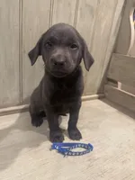Blue charcoal male, a male Labrador Retriever for sale in Beaverton, MI – Photo 5 of 5