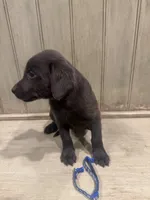 Blue charcoal male, a male Labrador Retriever for sale in Beaverton, MI – Photo 4 of 5