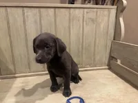 Blue charcoal male, a male Labrador Retriever for sale in Beaverton, MI – Photo 3 of 5