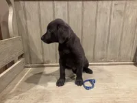 Blue charcoal male, a male Labrador Retriever for sale in Beaverton, MI – Photo 2 of 5