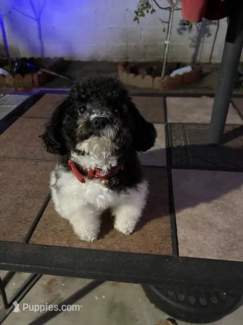 Cosmo – Poodle - Toy  puppy for sale in Redondo Beach, CA