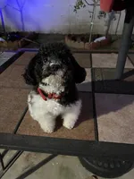 Cosmo, a male Poodle - Toy  for sale in Redondo Beach, CA – Photo 1 of 6