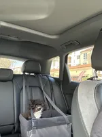 Cosmo, a male Poodle - Toy  for sale in Redondo Beach, CA – Photo 4 of 6