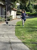 Cosmo, a male Poodle - Toy  for sale in Redondo Beach, CA – Photo 5 of 6