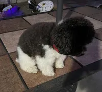 Cosmo, a male Poodle - Toy  for sale in Redondo Beach, CA – Photo 2 of 6