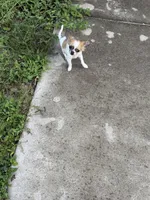 Puppy, a male Chihuahua for sale in Clermont, FL – 5 of 6