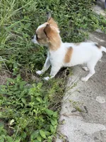 Puppy, a male Chihuahua for sale in Clermont, FL – 4 of 6